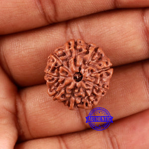 9 Mukhi Rudraksha from Indonesia - Bead No. 22
