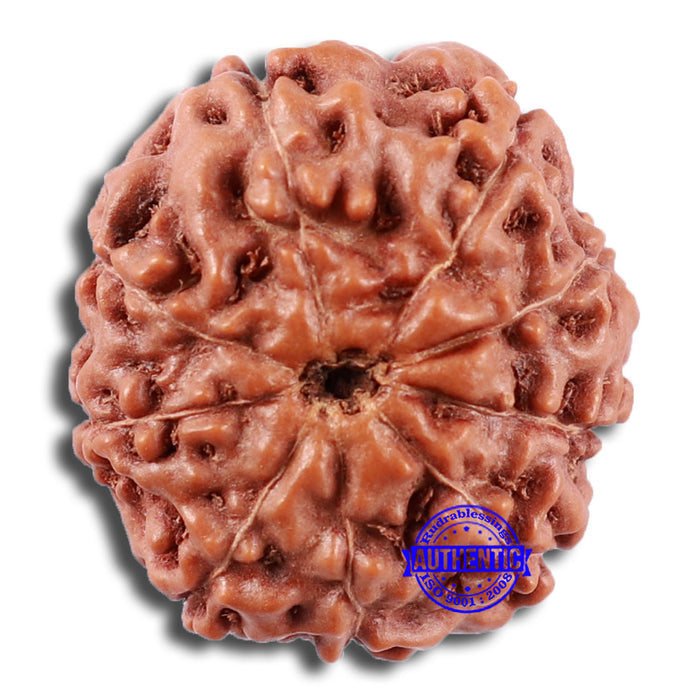 9 Mukhi Rudraksha from Indonesia - Bead No. 230