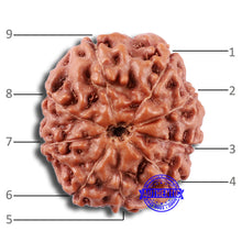 Load image into Gallery viewer, 9 Mukhi Rudraksha from Indonesia - Bead No. 230
