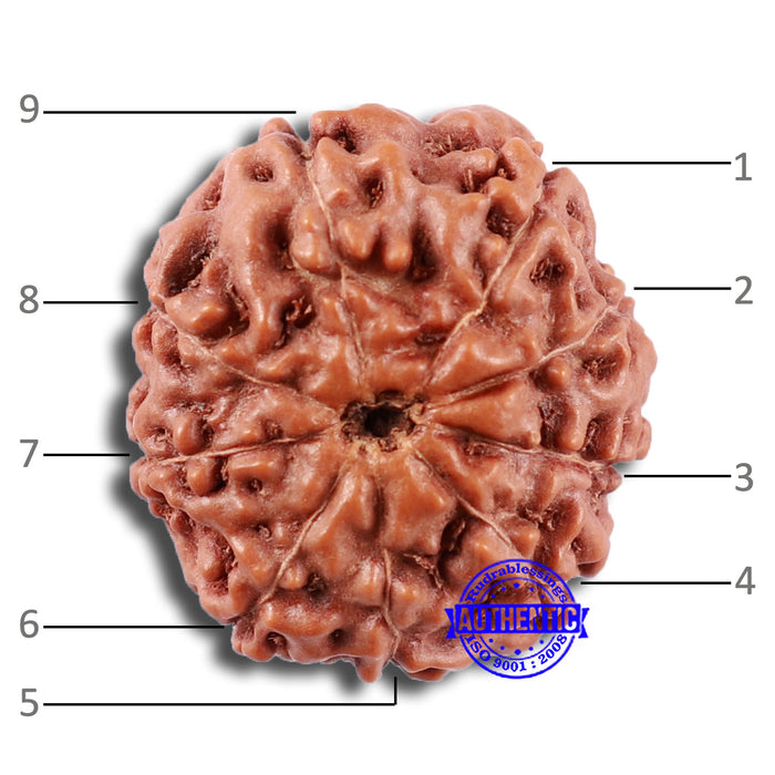 9 Mukhi Rudraksha from Indonesia - Bead No. 230