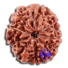 Load image into Gallery viewer, 9 Mukhi Rudraksha from Indonesia - Bead No. 230
