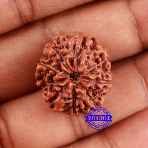 9 Mukhi Rudraksha from Indonesia - Bead No. 230