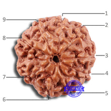 Load image into Gallery viewer, 9 Mukhi Rudraksha from Indonesia - Bead No. 231
