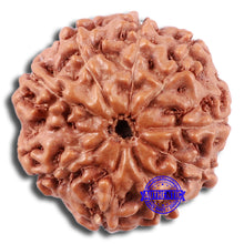 Load image into Gallery viewer, 9 Mukhi Rudraksha from Indonesia - Bead No. 231
