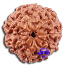 Load image into Gallery viewer, 9 Mukhi Rudraksha from Indonesia - Bead No. 231
