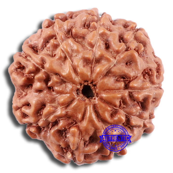 9 Mukhi Rudraksha from Indonesia - Bead No. 231