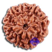 Load image into Gallery viewer, 9 Mukhi Rudraksha from Indonesia - Bead No. 231
