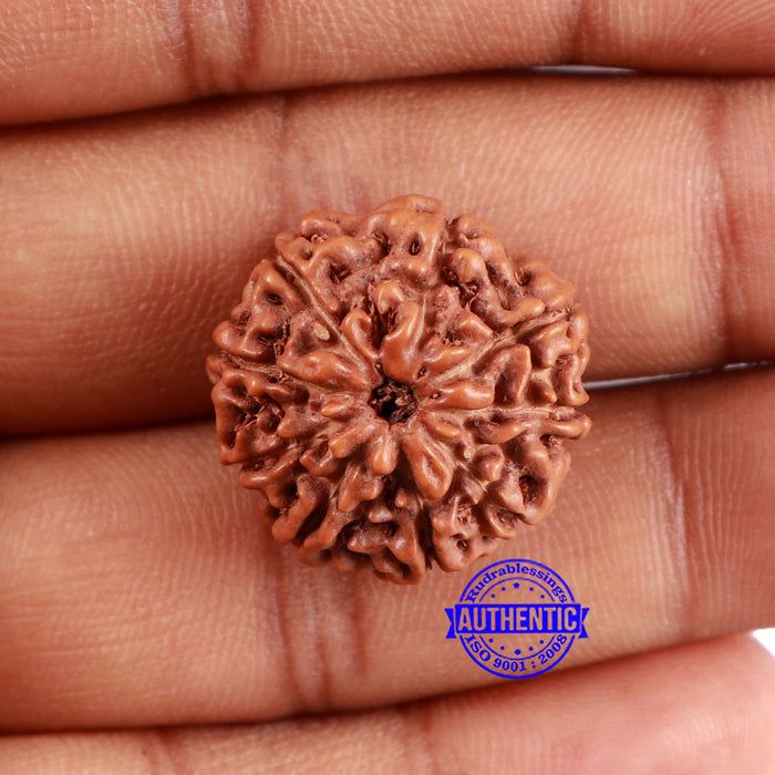 9 Mukhi Rudraksha from Indonesia - Bead No. 231