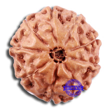 Load image into Gallery viewer, 9 Mukhi Rudraksha from Indonesia - Bead No. 232
