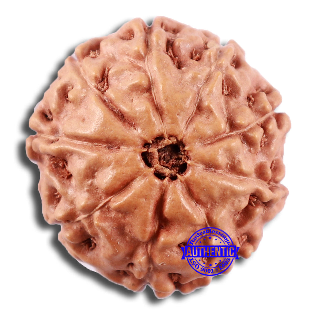 9 Mukhi Rudraksha from Indonesia - Bead No. 232