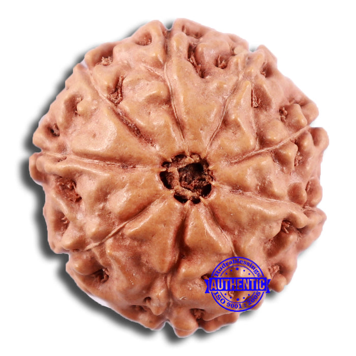 9 Mukhi Rudraksha from Indonesia - Bead No. 232
