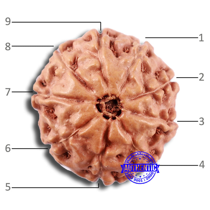 9 Mukhi Rudraksha from Indonesia - Bead No. 232