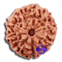 Load image into Gallery viewer, 9 Mukhi Rudraksha from Indonesia - Bead No. 232

