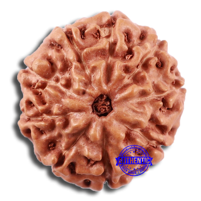 9 Mukhi Rudraksha from Indonesia - Bead No. 232