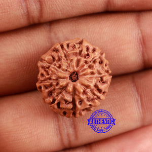 9 Mukhi Rudraksha from Indonesia - Bead No. 232