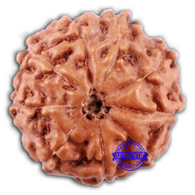 Load image into Gallery viewer, 9 Mukhi Rudraksha from Indonesia - Bead No. 233
