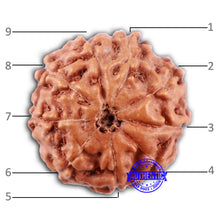 Load image into Gallery viewer, 9 Mukhi Rudraksha from Indonesia - Bead No. 233
