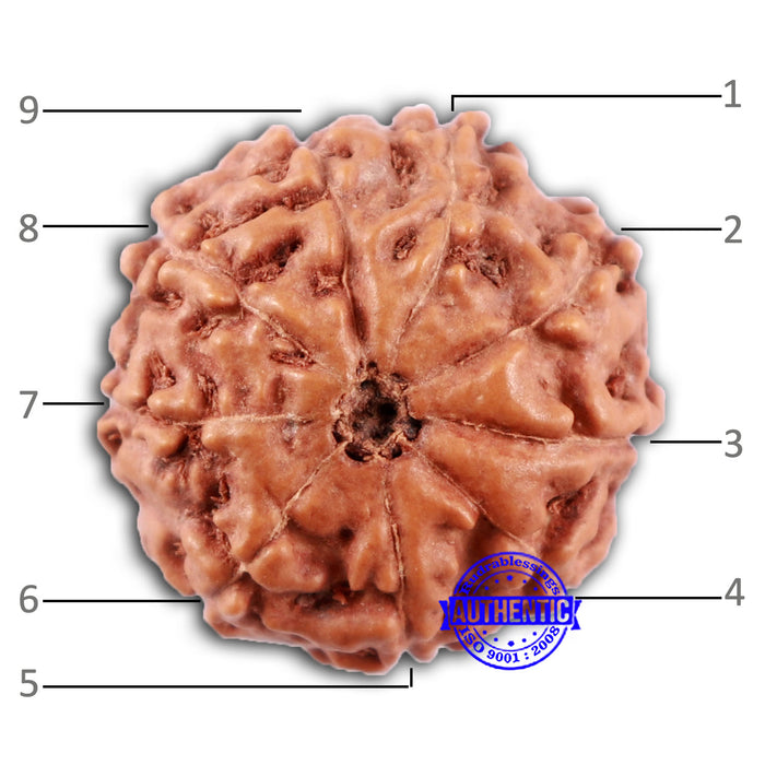 9 Mukhi Rudraksha from Indonesia - Bead No. 233