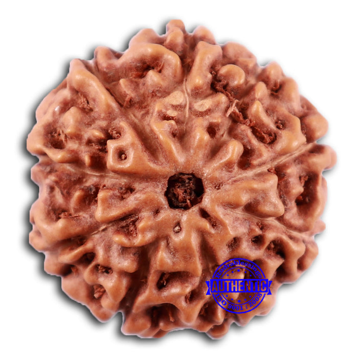 9 Mukhi Rudraksha from Indonesia - Bead No. 233