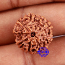 Load image into Gallery viewer, 9 Mukhi Rudraksha from Indonesia - Bead No. 233
