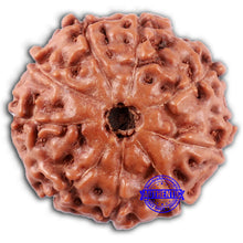 Load image into Gallery viewer, 9 Mukhi Rudraksha from Indonesia - Bead No. 234
