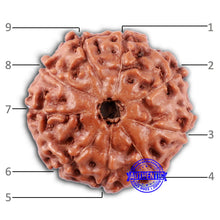 Load image into Gallery viewer, 9 Mukhi Rudraksha from Indonesia - Bead No. 234
