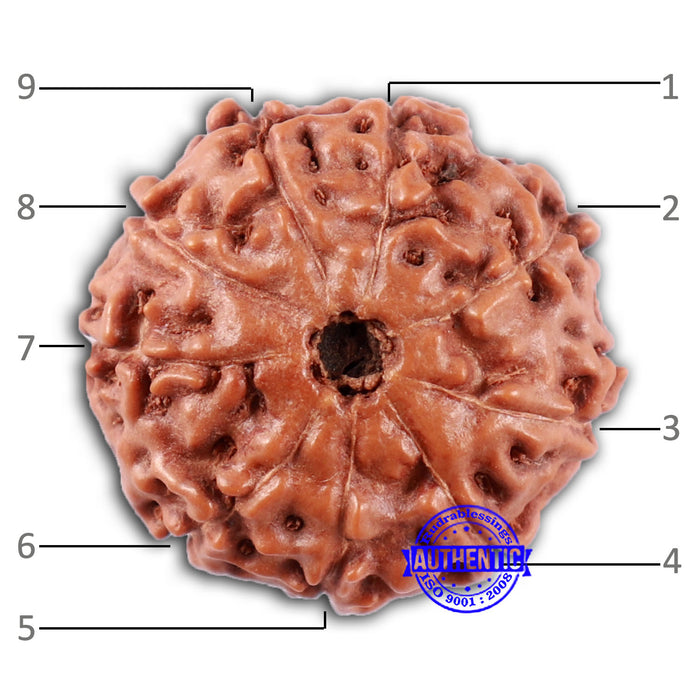 9 Mukhi Rudraksha from Indonesia - Bead No. 234