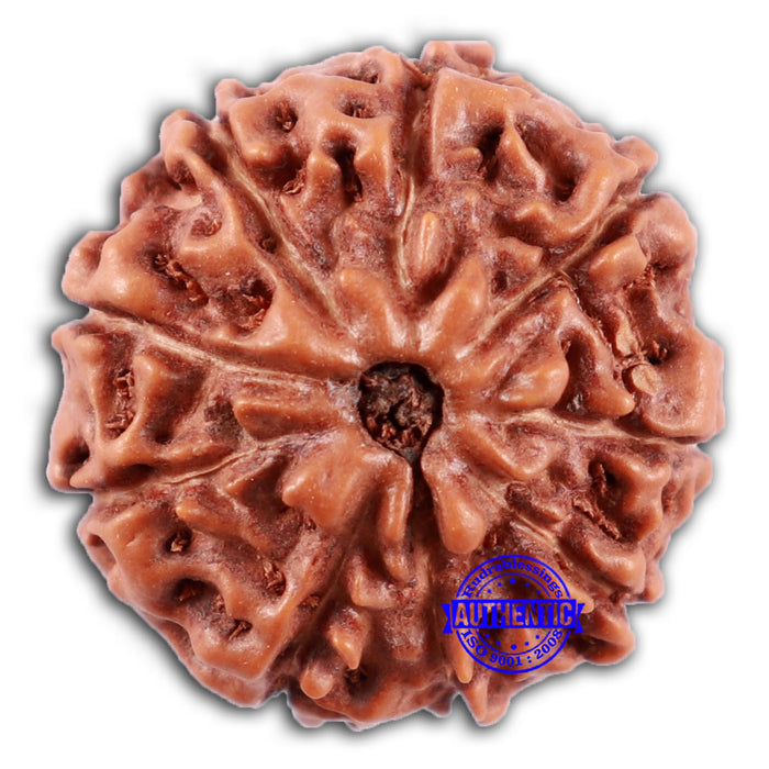 9 Mukhi Rudraksha from Indonesia - Bead No. 234