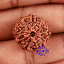 Load image into Gallery viewer, 9 Mukhi Rudraksha from Indonesia - Bead No. 234
