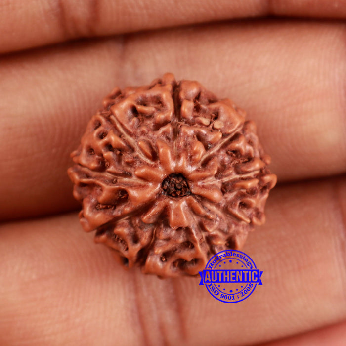 9 Mukhi Rudraksha from Indonesia - Bead No. 234