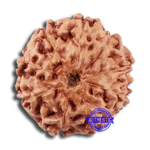 Load image into Gallery viewer, 9 Mukhi Rudraksha from Indonesia - Bead No. 23
