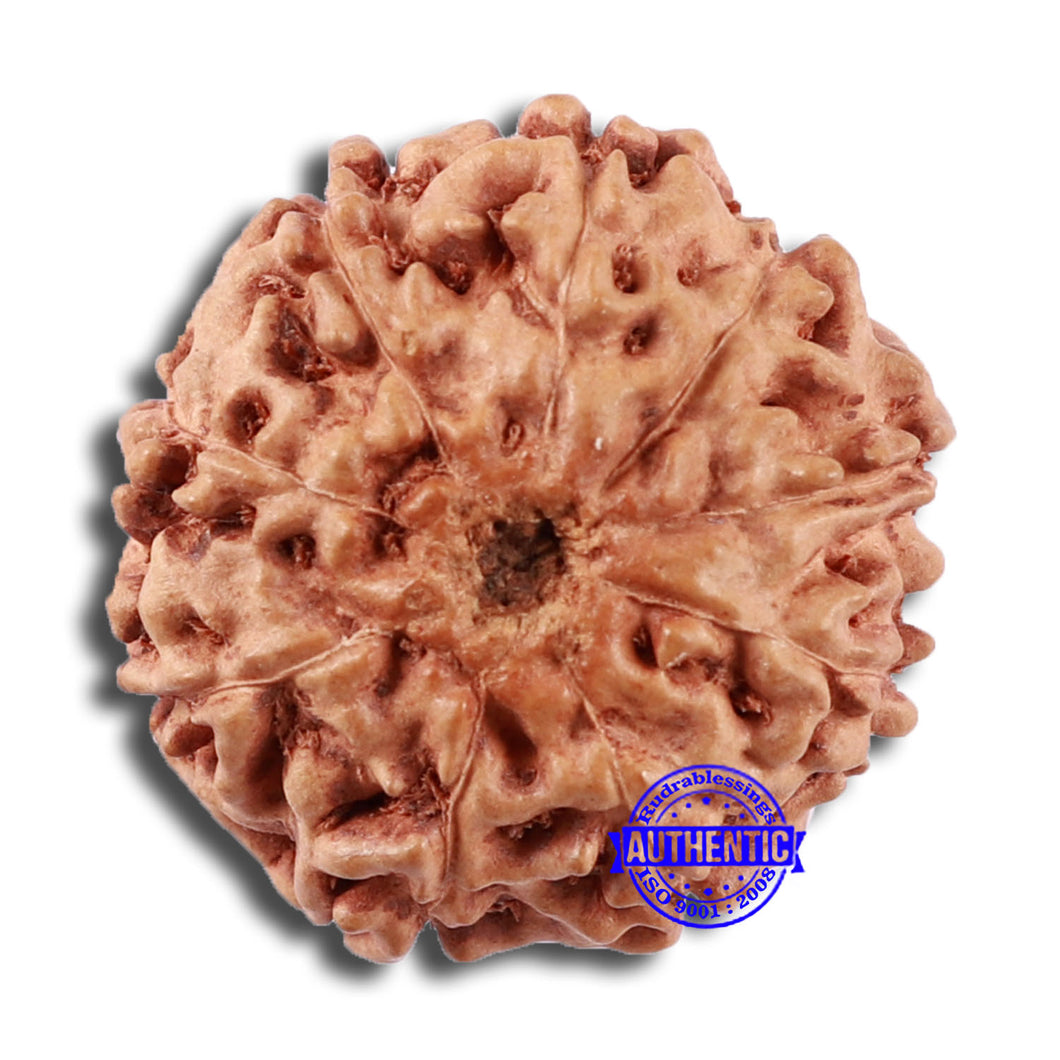 9 Mukhi Rudraksha from Indonesia - Bead No. 23