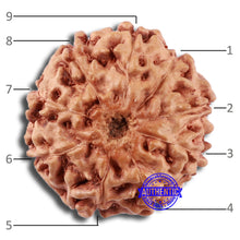 Load image into Gallery viewer, 9 Mukhi Rudraksha from Indonesia - Bead No. 23
