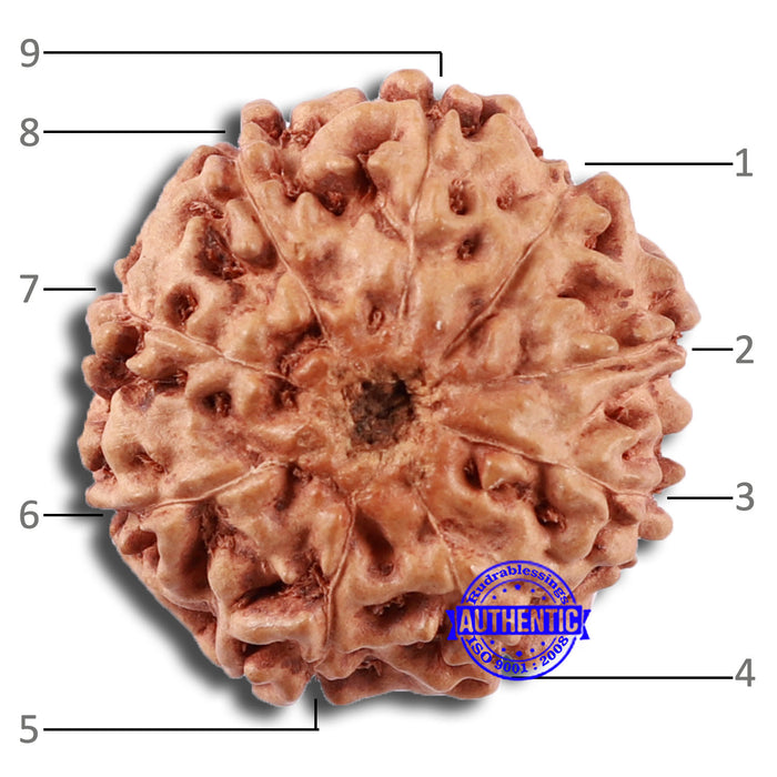 9 Mukhi Rudraksha from Indonesia - Bead No. 23