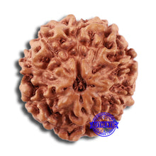 Load image into Gallery viewer, 9 Mukhi Rudraksha from Indonesia - Bead No. 23
