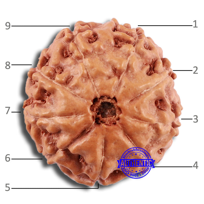 9 Mukhi Rudraksha from Indonesia - Bead No. 24