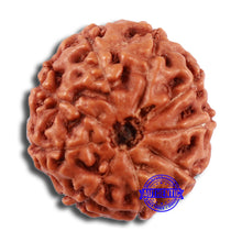 Load image into Gallery viewer, 9 Mukhi Rudraksha from Indonesia - Bead No. 25
