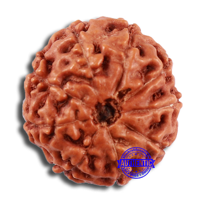 9 Mukhi Rudraksha from Indonesia - Bead No. 25