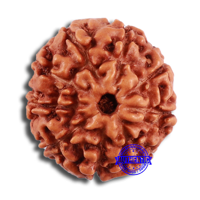 9 Mukhi Rudraksha from Indonesia - Bead No. 25