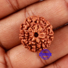 Load image into Gallery viewer, 9 Mukhi Rudraksha from Indonesia - Bead No. 25
