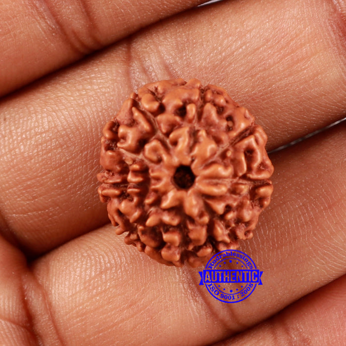 9 Mukhi Rudraksha from Indonesia - Bead No. 25