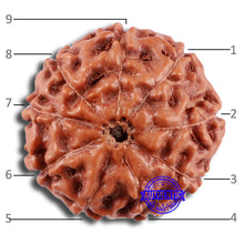 Load image into Gallery viewer, 9 Mukhi Rudraksha from Indonesia - Bead No. 26
