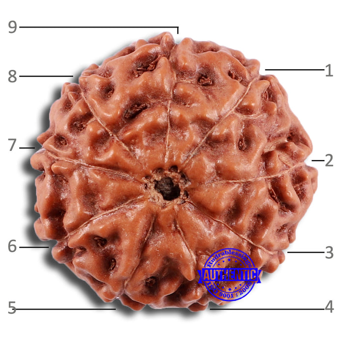 9 Mukhi Rudraksha from Indonesia - Bead No. 26