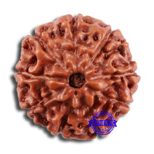 Load image into Gallery viewer, 9 Mukhi Rudraksha from Indonesia - Bead No. 26
