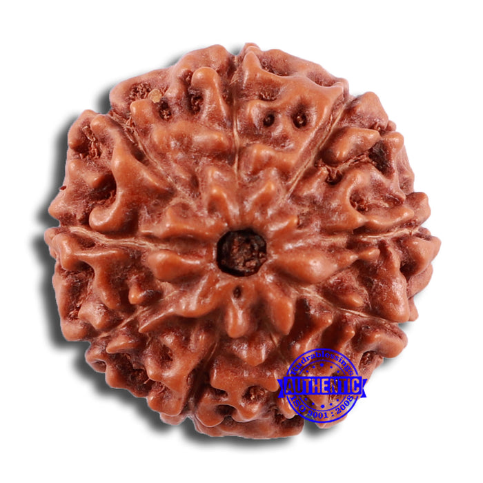 9 Mukhi Rudraksha from Indonesia - Bead No. 26