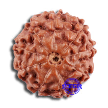 Load image into Gallery viewer, 9 Mukhi Rudraksha from Indonesia - Bead No. 27
