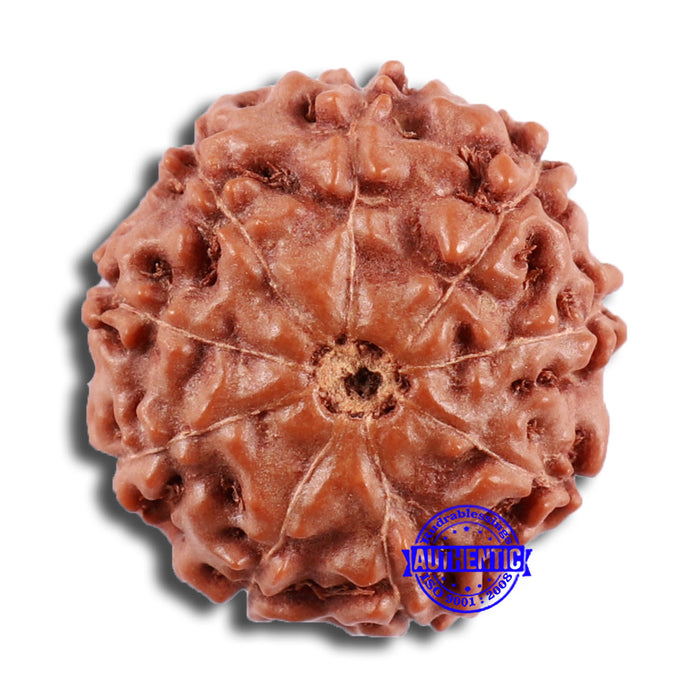 9 Mukhi Rudraksha from Indonesia - Bead No. 27