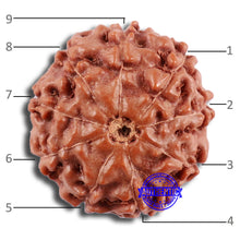 Load image into Gallery viewer, 9 Mukhi Rudraksha from Indonesia - Bead No. 27
