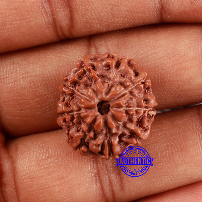 9 Mukhi Rudraksha from Indonesia - Bead No. 27