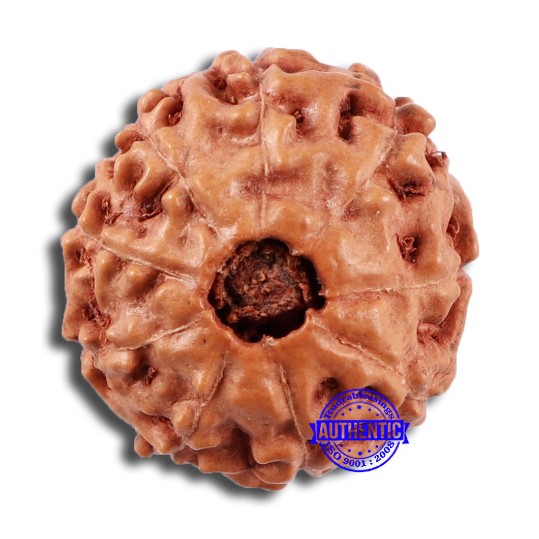 9 Mukhi Rudraksha from Indonesia - Bead No. 28